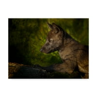 Védjegy képzőművészet 'fekete farkas kölyök' vászon művészet Galloimages Online