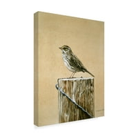 Védjegy Szépművészet 'Savannah Sparrow' vászon művészete, Ron Parker
