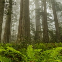 California, Redwoods NP Redwood fák és köd Cathy-Gordon Illg