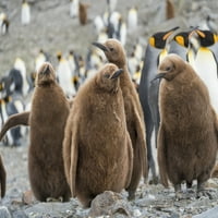 Király pingvin rookery St. Andrews Bay. Csaj tipikus barna tollazatú Antarktisz poszter nyomtatásban, Martin Zwick