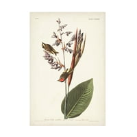 John James Audubon 'Golden Crested Wren' vászon művészet