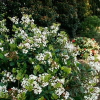 Tavaszi szonáta indiai Hawthorne virágos örökzöld cserje fehér virágzással - Full Sun -tól részben árnyékos szabadtéri