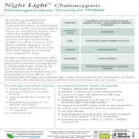Night Light Chamaecyparis 'False -cypress' Evergreen cserje élénk sárga lombozattal - Full Sun részben árnyékos szabadtéri