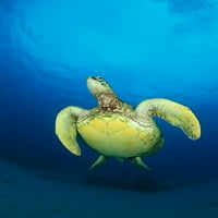 Hawaii, Zöld Tengeri Teknős Úszik A Felszínre, Kilátás Alsó Poszter Nyomtatás