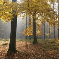 Bükk erdő ősszel, Spessart, Bajorország, Németország Poszter Nyomtatás Raimund Linke