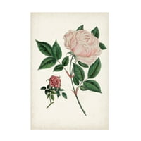 Vision Studio 'Vintage Rose Civings i' Canvas Art