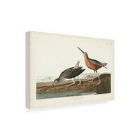 John James Audubon 'Red Belled SNIPE' vászonművészet