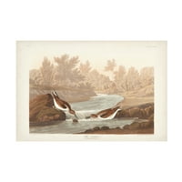 John James Audubon 'Little Sandpiper' vászon művészet