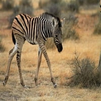 Burchells zebra csikó, burchellii, Etosha NP, Namíbia, Afrika. Fotó: David Wall