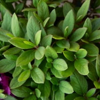 Encore Azalea őszi jogdíj lila virágos cserje - Full Sun élő kültéri növény