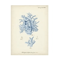 Johann Esper 'Antik korall a Navy VI' vászon művészetében