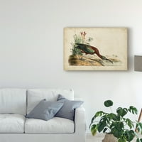 Védjegy Képzőművészet 'fényes ibis' vászon művészete, John James Audubon
