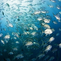 Mikronézia, Iskolai Bigeye Jack Fish ; Yap Poszter Nyomtatás