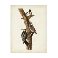 John James Audubon 'Red Cockaded Woodpecker' vászon művészet