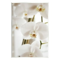 Stupell Elegáns fehér orchidea szirmok Botanikus és virágos fotózás fali plakk, keret nélküli művészet fali művészet
