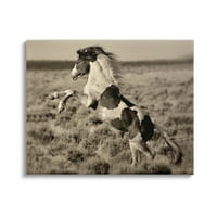 A Stupell Industries nevelése foltos ló vidéki vidéki terepi fényképezés fotógaléria csomagolt vászon nyomtatott fali