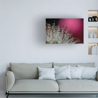 Gordon Semmens 'Cactus Flowers 16' Canvas Art