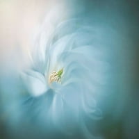 Virág Balett Poszter Nyomtatás-Jacky Parker