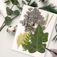 Irene elkerülhetetlen természetes szárított levél DIY kézzel készített művészet dombornyomott növényekkel préselt levelek