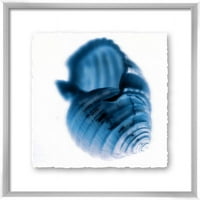 -Ray Sea Shell 23.375 23.375 Wall Art
